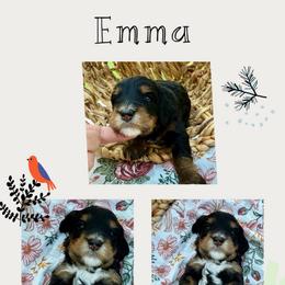 Emma - Tri-color female Bernedoodle puppy in Chattanooga, Tennessee from Scenic City Doodles