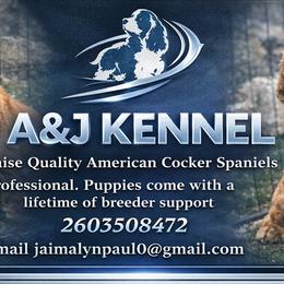Cocker Spaniels from A&J Kennel