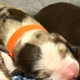 Ares - Red merle male Miniature Australian Shepherd puppy in Pinnacle, North Carolina from Higher Elevations Mini Aussies