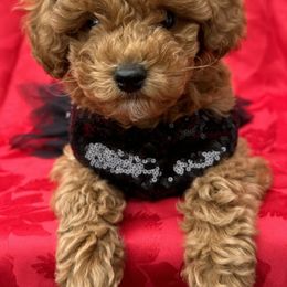 Biewer Terrier and Poodle Puppies from Alpha Tiny Paws