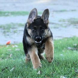 German Shepherd Puppies from Valiant Shepherds