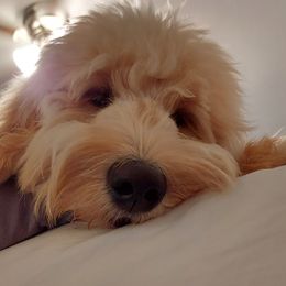Goldendoodles from April Bonine's Goldendoodles