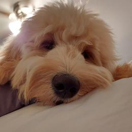 Goldendoodles from April Bonine's Goldendoodles
