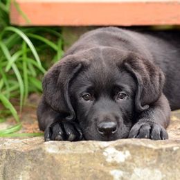 Labrador Retriever Puppies from Avery Labradors