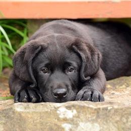 Labrador Retriever Puppies from Avery Labradors
