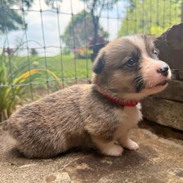 Boy 2 - Sable male Pembroke Welsh Corgi puppy in Maryville, Tennessee from R & T Farms