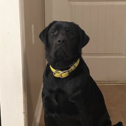 Willie - Labrador Retriever