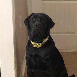 Willie - Labrador Retriever