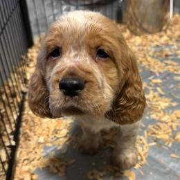 Aspen - Lemon and white male English Springer Spaniel puppy in Coeur D'alene, Idaho from Springer Hollow