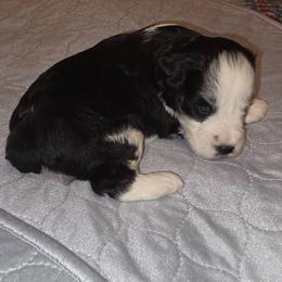 Duke - Parti male Miniature Schnauzer puppy in Graham, Washington from Kristy's French Bulldogs & Mini Schnauzers