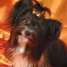 Gumdrop - Biewer Terrier
