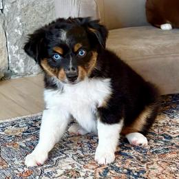 OLIVINE aka Olive - Black tri female Miniature American Shepherd puppy in Bixby, Oklahoma from Roeboat Aussies