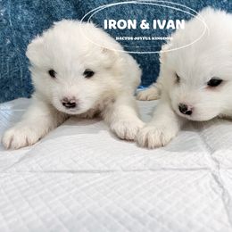 Samoyed Puppies from The Bactos Family