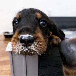 Black and Tan Coonhound Puppies from Toodaloo Coonhounds