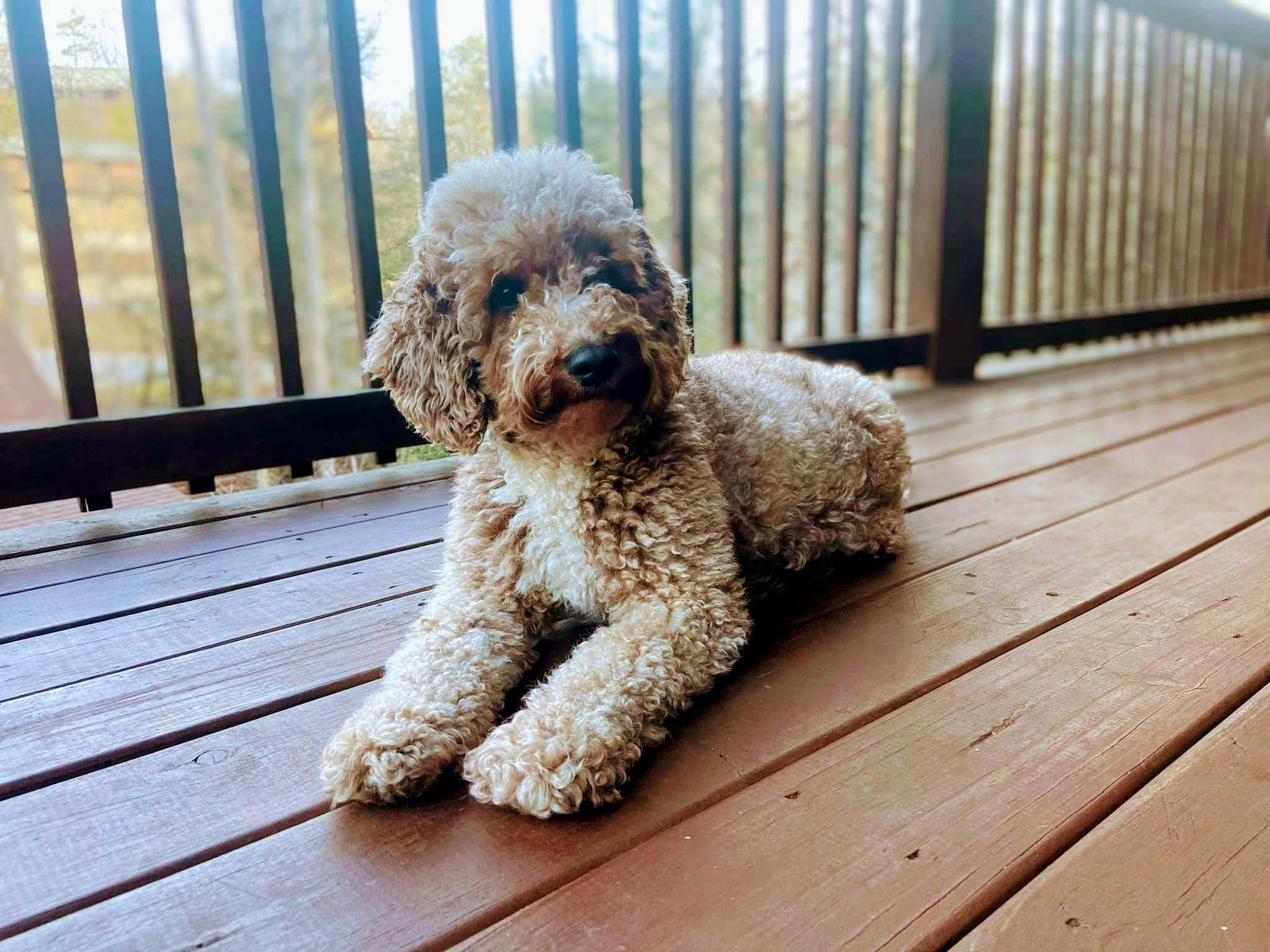 Dolly