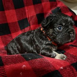 Cosmo - Black and tan male French Bulldog puppy in Columbus, Ohio from Kallie’s Kennel
