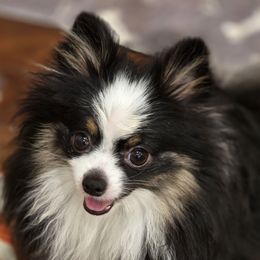 Indie - Pomeranian