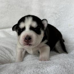 Bailey (Orange) - Black and white female Siberian Husky puppy in Ellijay, Georgia from Appalachian Siberians LLC