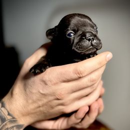 French Bulldog Puppies from Ranch Royale