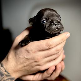 French Bulldog Puppies from Ranch Royale