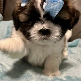 Shih Tzu Puppies from Wanda M Golden