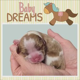 Vanity - Blenheim female Cavalier King Charles Spaniel puppy in Kewaskum, Wisconsin from Moon Dream Cavaliers