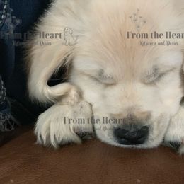Dachshund and Golden Retriever Puppies from From the Heart Retrievers and Doxies