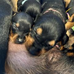 German Pinscher Puppies from LinDee Kennel
