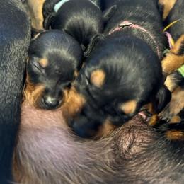 German Pinscher Puppies from LinDee Kennel