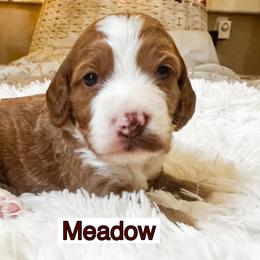 Meadow - Red and white female Cockapoo puppy in Peoria, Arizona from Cactus Doods