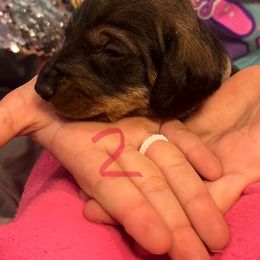 Dachshund Puppies from Scottland Ranch Dachshunds