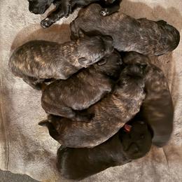 Bogart - Brindle male Bouvier des Flandres puppy in Hastings, Michigan from Perrin Bouviers