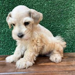 Rick - Wheaten male Miniature Schnauzer puppy in Menifee, California from Moonshine’s Minis