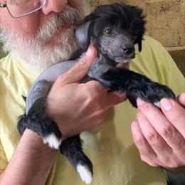 DaoDog Sirius The Star - Black male Chinese Crested puppy in Highland Park, Michigan from Family Kennel Dao Dog