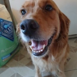 Sienna - Golden Retriever