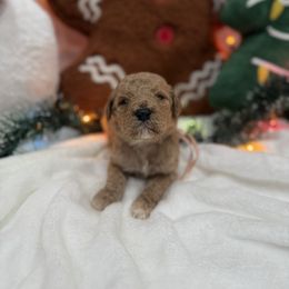Light Pink - Apricot female Goldendoodle puppy in Bakersfield, California from Lavish Doodles