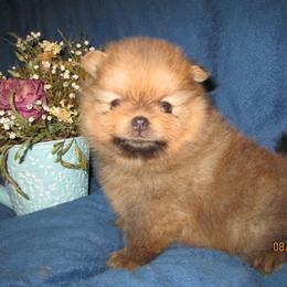 Pomeranian Puppies from Storm Pomeranians