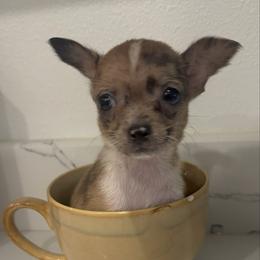 Miniture Mrs Donnatella charting 3-4 lb 4900 - Merle female Chihuahua puppy in Las Vegas, Nevada from Quality Poms Chihuahua Yorkies of Las vegas