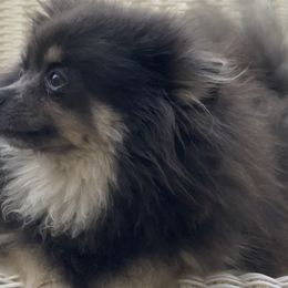 Benzy - Blue female Pomeranian puppy in Visalia, California from Exotic_fresita_poms