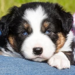 Moxy - Black tri female Miniature Australian Shepherd puppy in Akeley, Minnesota from Rustic Original Aussies