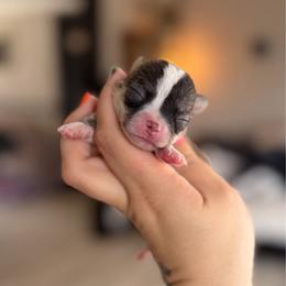 Maple - Fawn brindled black female Chihuahua puppy in Harrison, Michigan from Cloud9 Chihuahuas
