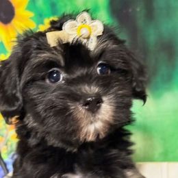 Annie O - Black and tan female Havanese puppy in Clermont, Florida from Country Sweet Havanese and Creative Coaching