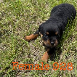Female 928 - Black and mahogany female Rottweiler puppy in Ocala, Florida from Southeast Companion & Protection Dogs
