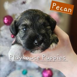 Pecan - Salt and pepper male Miniature Schnauzer puppy in Lebanon, Missouri from Playhouse Puppies