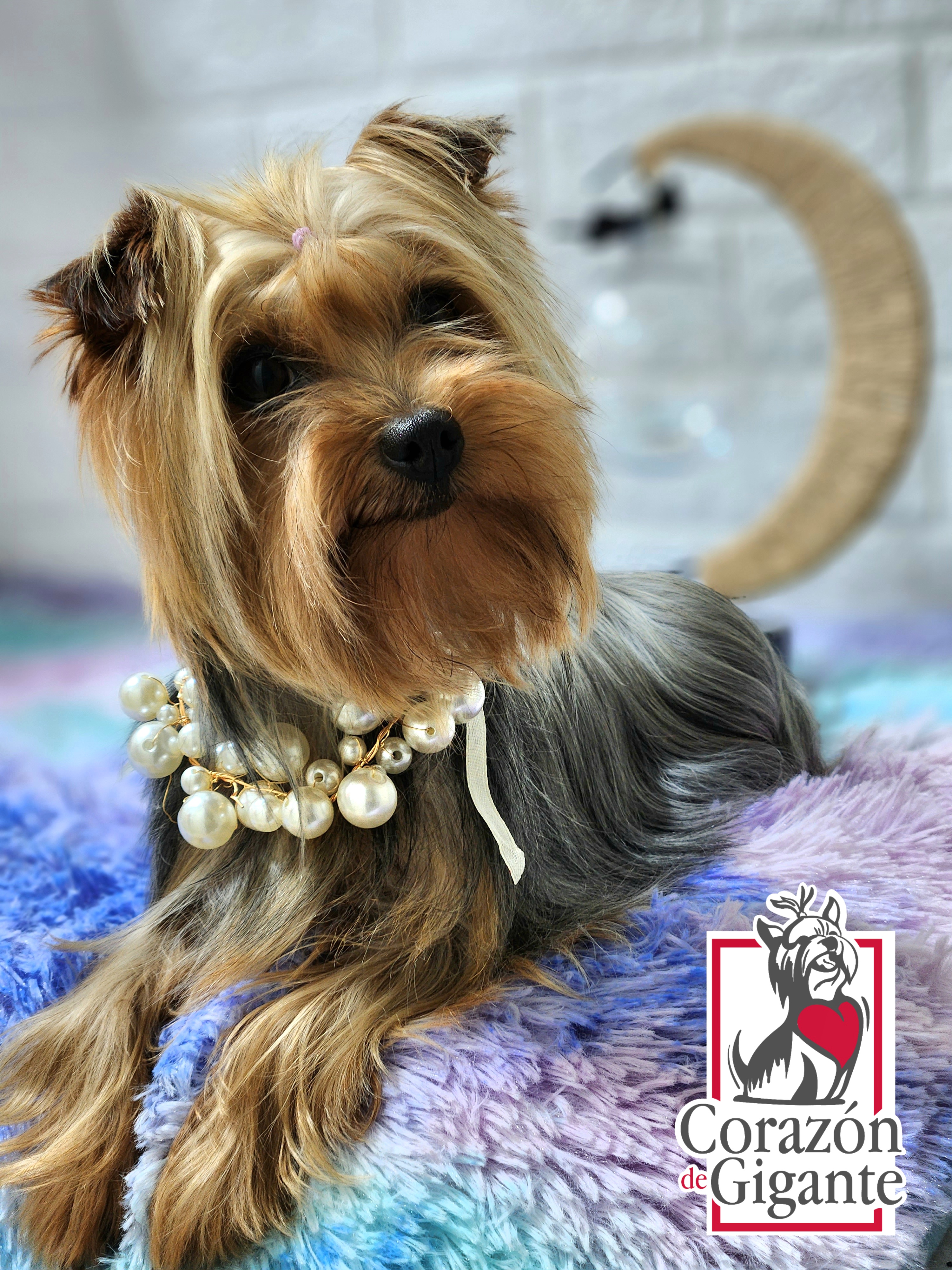 Lola - Yorkshire Terrier