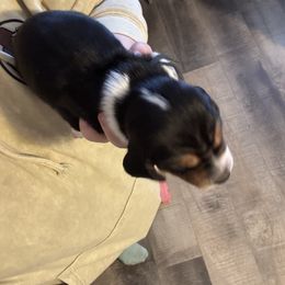 Girl 1 - Blue and white female Basset Hound puppy in Poland, Indiana from Bolderosa Bassets