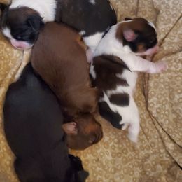 Shih Tzu Puppies from Furever Hometown Shih Tzu