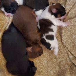 Shih Tzu Puppies from Furever Hometown Shih Tzu