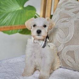 Kai - Wheaten male Miniature Schnauzer puppy in Montebello, California from Rod Schnauzers