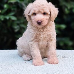 Fennel - Cream male Aussiedoodle puppy in Centreville, Mississippi from Trin's Designer Doodles